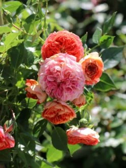 Zwerg-Kletterrose Starlet®-Rose 'Carmen' ® -Edelrosen Geschaft zwerg kletterrose starlet rose carmen m094404 w 5