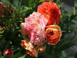 Zwerg-Kletterrose Starlet®-Rose 'Carmen' ® -Edelrosen Geschaft zwerg kletterrose starlet rose carmen m094404 w 6