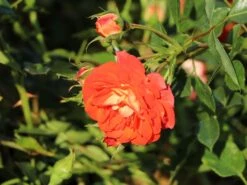 Zwerg-Kletterrose Starlet®-Rose 'Carmen' ® -Edelrosen Geschaft zwerg kletterrose starlet rose carmen m094404 w 8