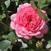 Zwerg-Kletterrose Starlet®-Rose 'Eva' ®