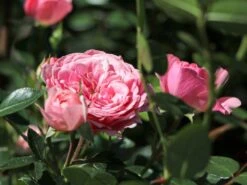 Zwerg-Kletterrose Starlet®-Rose 'Eva' ® -Edelrosen Geschaft zwerg kletterrose starlet rose eva m094406 w 0