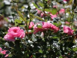 Zwerg-Kletterrose Starlet®-Rose 'Eva' ® -Edelrosen Geschaft zwerg kletterrose starlet rose eva m094406 w 1