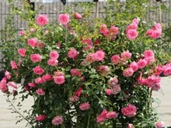 Zwerg-Kletterrose Starlet®-Rose 'Eva' ® -Edelrosen Geschaft zwerg kletterrose starlet rose eva m094406 w 10