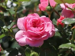 Zwerg-Kletterrose Starlet®-Rose 'Eva' ® -Edelrosen Geschaft zwerg kletterrose starlet rose eva m094406 w 2