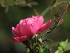 Zwerg-Kletterrose Starlet®-Rose 'Eva' ® -Edelrosen Geschaft zwerg kletterrose starlet rose eva m094406 w 5