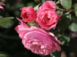 Zwerg-Kletterrose Starlet®-Rose 'Eva' ® -Edelrosen Geschaft zwerg kletterrose starlet rose eva m094406 w 7