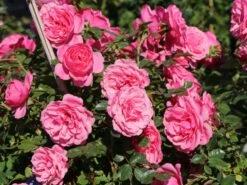 Zwerg-Kletterrose Starlet®-Rose 'Eva' ® -Edelrosen Geschaft zwerg kletterrose starlet rose eva m094406 w 9