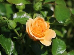 Zwerg-Kletterrose Starlet®-Rose 'Lizzy' ® -Edelrosen Geschaft zwerg kletterrose starlet rose lizzy m094396 w 0