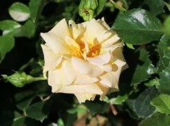 Zwerg-Kletterrose Starlet®-Rose 'Lizzy' ® -Edelrosen Geschaft zwerg kletterrose starlet rose lizzy m094396 w 1