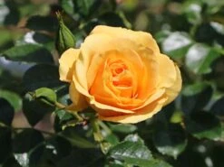 Zwerg-Kletterrose Starlet®-Rose 'Lizzy' ® -Edelrosen Geschaft zwerg kletterrose starlet rose lizzy m094396 w 2