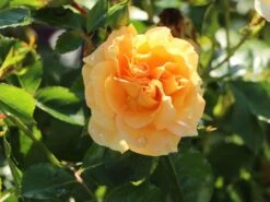 Zwerg-Kletterrose Starlet®-Rose 'Lizzy' ® -Edelrosen Geschaft zwerg kletterrose starlet rose lizzy m094396 w 4