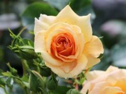 Zwerg-Kletterrose Starlet®-Rose 'Lizzy' ® -Edelrosen Geschaft zwerg kletterrose starlet rose lizzy m094396 w 7