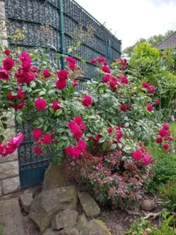 Zwerg-Kletterrose Starlet®-Rose 'Lola' ® 13 Zwerg-Kletterrose Starlet®-Rose 'Lola' ® -Edelrosen Geschaft zwerg kletterrose starlet rose lola m094398 598791 0