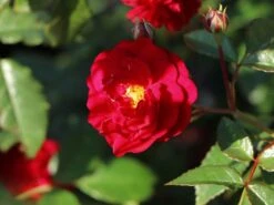 Zwerg-Kletterrose Starlet®-Rose 'Lola' ®