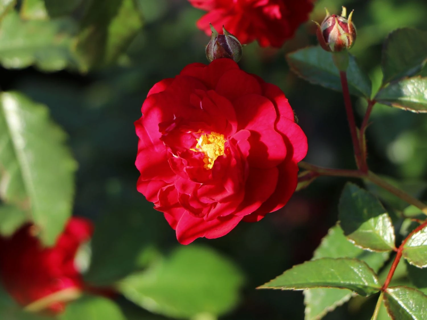 Zwerg-Kletterrose Starlet®-Rose 'Lola' ® 1 Zwerg-Kletterrose Starlet®-Rose 'Lola' ®