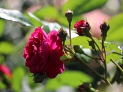 Zwerg-Kletterrose Starlet®-Rose 'Lola' ® 9 Zwerg-Kletterrose Starlet®-Rose 'Lola' ® -Edelrosen Geschaft zwerg kletterrose starlet rose lola m094398 w 0