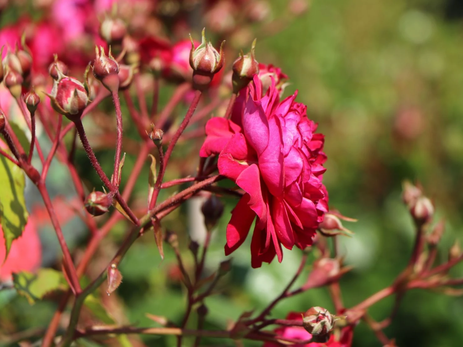 Zwerg-Kletterrose Starlet®-Rose 'Lola' ® 2 Zwerg-Kletterrose Starlet®-Rose 'Lola' ® – Bild 2