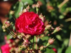 Zwerg-Kletterrose Starlet®-Rose 'Lola' ® 10 Zwerg-Kletterrose Starlet®-Rose 'Lola' ® -Edelrosen Geschaft zwerg kletterrose starlet rose lola m094398 w 2