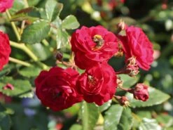 Zwerg-Kletterrose Starlet®-Rose 'Lola' ® 11 Zwerg-Kletterrose Starlet®-Rose 'Lola' ® -Edelrosen Geschaft zwerg kletterrose starlet rose lola m094398 w 3