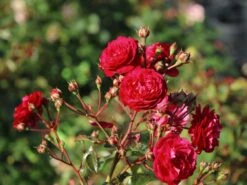 Zwerg-Kletterrose Starlet®-Rose 'Lola' ® 12 Zwerg-Kletterrose Starlet®-Rose 'Lola' ® -Edelrosen Geschaft zwerg kletterrose starlet rose lola m094398 w 4