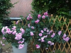 Zwerg-Kletterrose Starlet®-Rose 'Melina' ® -Edelrosen Geschaft zwerg kletterrose starlet rose melina m094400 1116518 3