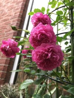 Zwerg-Kletterrose Starlet®-Rose 'Melina' ® -Edelrosen Geschaft zwerg kletterrose starlet rose melina m094400 193676 0