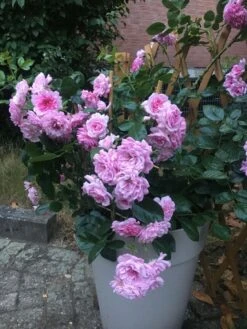 Zwerg-Kletterrose Starlet®-Rose 'Melina' ® -Edelrosen Geschaft zwerg kletterrose starlet rose melina m094400 193676 1