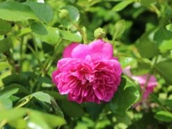 Zwerg-Kletterrose Starlet®-Rose 'Melina' ®