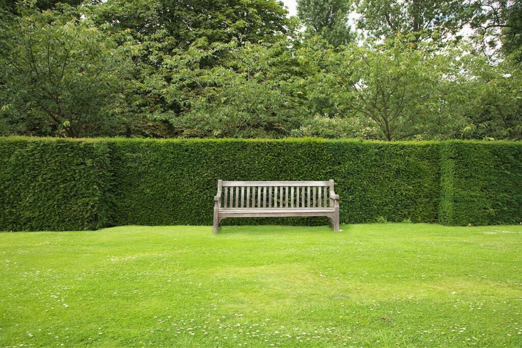 Edelrosen Geschaft -Edelrosen Geschaft Bank vor Hecke im Garten 1024x683 1