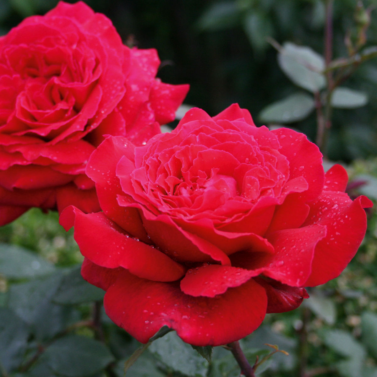 Edelrosen Geschaft -Edelrosen Geschaft rosa duftfestival